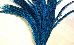 PHEASANT TAIL FEATHER ROYAL BLUE